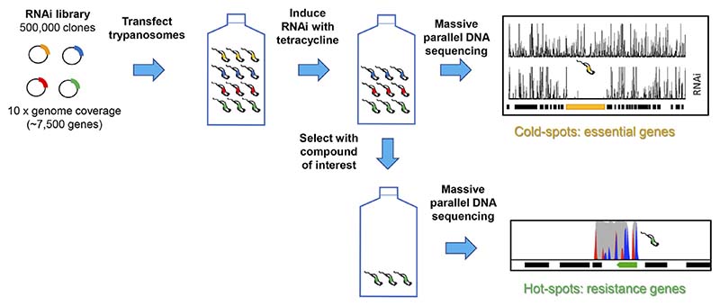 The critical role of mode of action studies in kinetoplastid drug discovery.