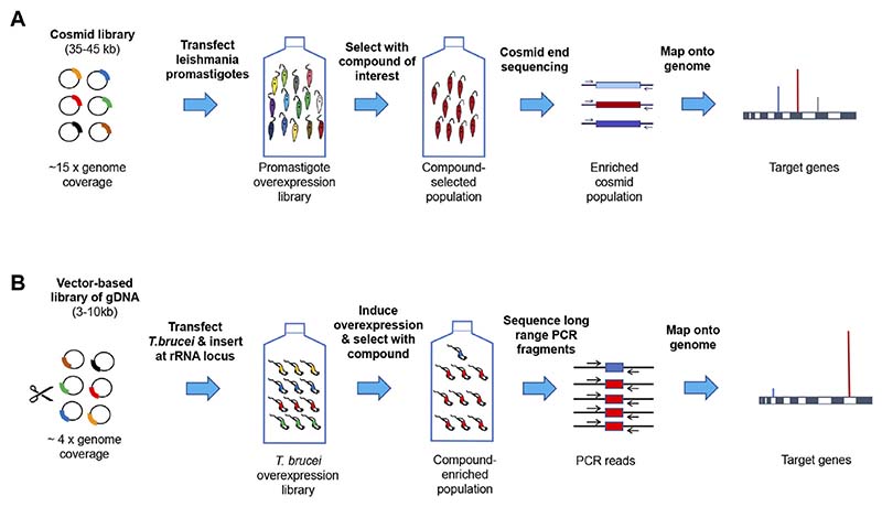 The critical role of mode of action studies in kinetoplastid drug discovery.