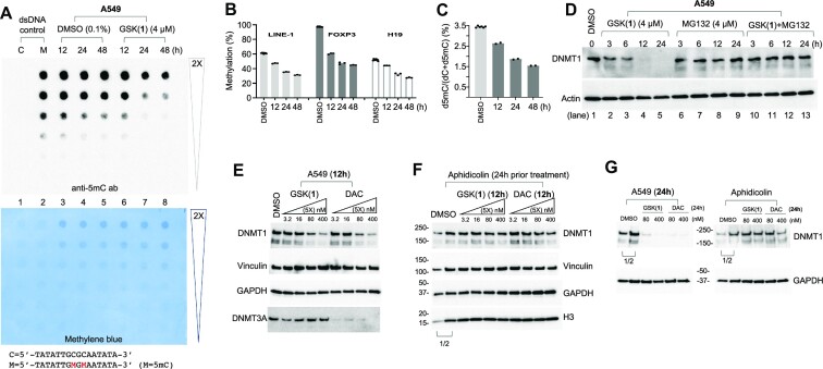 GSK-3484862 targets DNMT1 for degradation in cells.