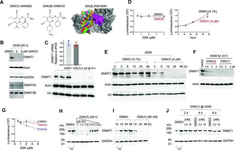 GSK-3484862 targets DNMT1 for degradation in cells.