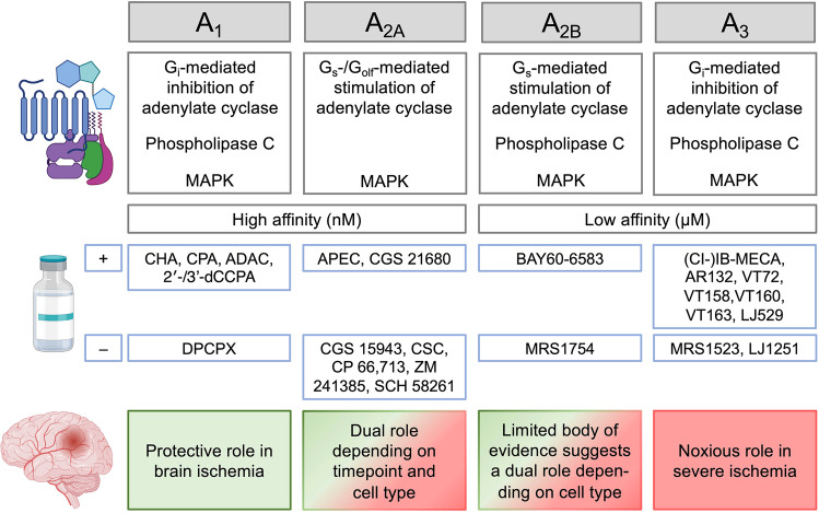 The role of the ATP-adenosine axis in ischemic stroke.