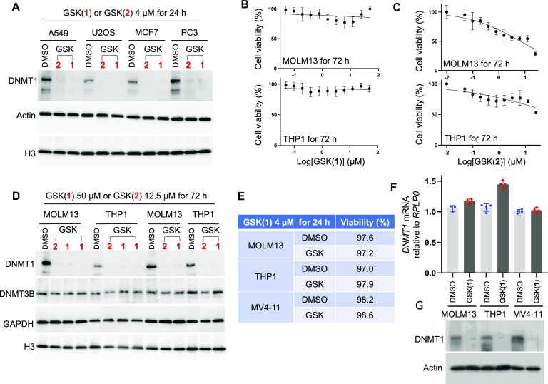 GSK-3484862 targets DNMT1 for degradation in cells.