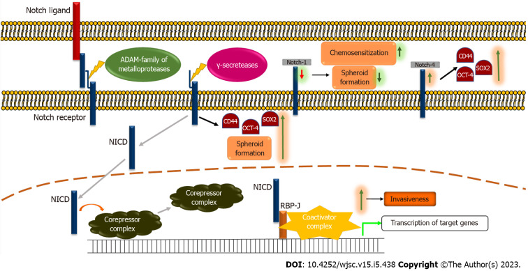 Molecular signaling in cancer stem cells of tongue squamous cell carcinoma: Therapeutic implications and challenges.