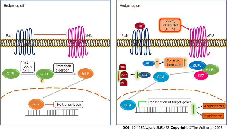 Molecular signaling in cancer stem cells of tongue squamous cell carcinoma: Therapeutic implications and challenges.