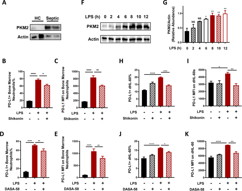 PKM2/STAT1-mediated PD-L1 upregulation on neutrophils during sepsis promotes neutrophil organ accumulation by serving an anti-apoptotic role.