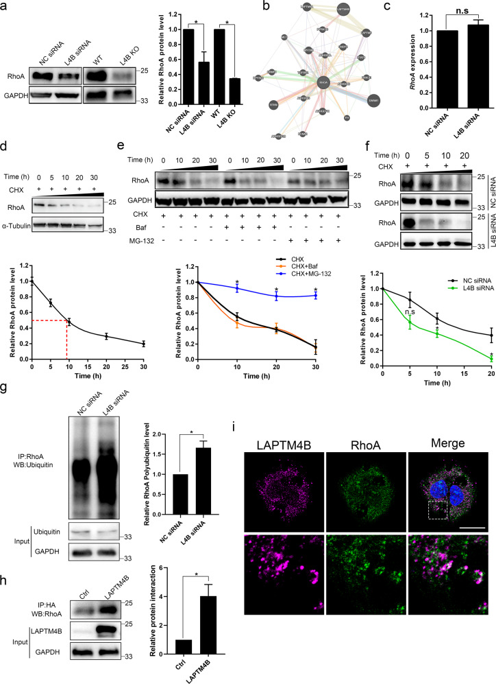 miR-137-LAPTM4B regulates cytoskeleton organization and cancer metastasis via the RhoA-LIMK-Cofilin pathway in osteosarcoma.