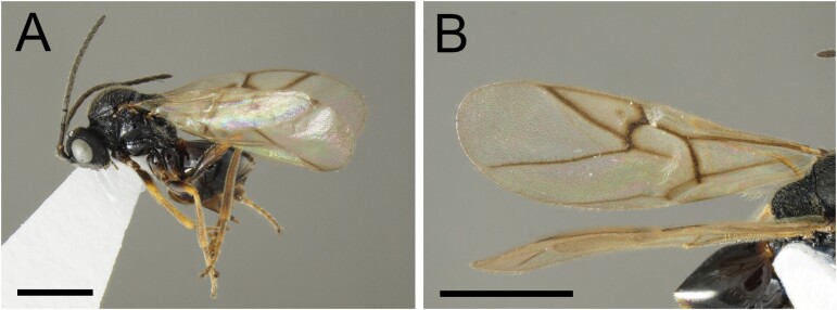 Extinction Threat to a Previously Undescribed Species of Gall Wasp (Hymenoptera: Cynipidae) and Two Associated Parasitoid Species (Hymenoptera: Braconidae and Eulophidae) on a Threatened Rose.