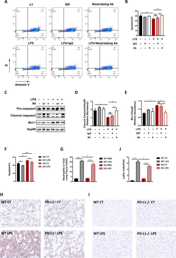 PKM2/STAT1-mediated PD-L1 upregulation on neutrophils during sepsis promotes neutrophil organ accumulation by serving an anti-apoptotic role.
