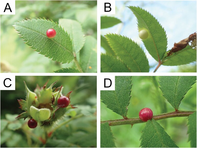 Extinction Threat to a Previously Undescribed Species of Gall Wasp (Hymenoptera: Cynipidae) and Two Associated Parasitoid Species (Hymenoptera: Braconidae and Eulophidae) on a Threatened Rose.