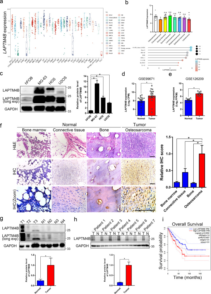 miR-137-LAPTM4B regulates cytoskeleton organization and cancer metastasis via the RhoA-LIMK-Cofilin pathway in osteosarcoma.