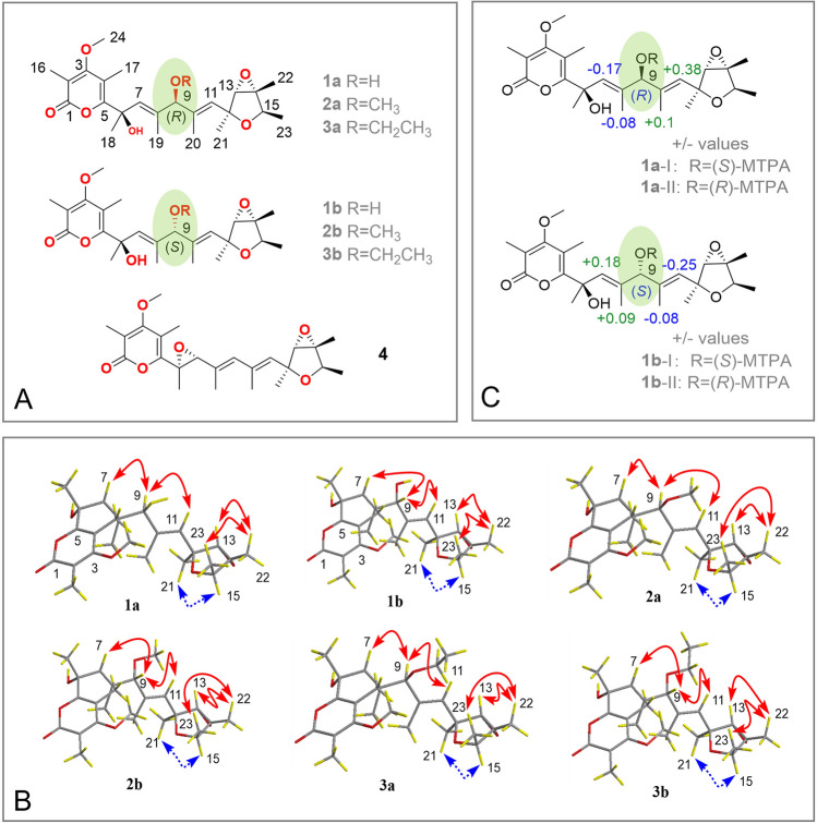 Isolation and characterization of three pairs of verrucosidin epimers from the marine sediment-derived fungus <i>Penicillium cyclopium</i> and configuration revision of penicyrone A and related analogues.