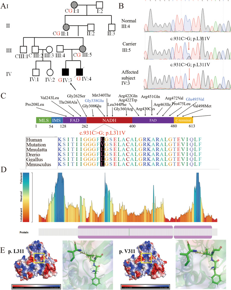 Whole-exome sequencing detected a novel AIFM1 variant in a Han-Chinese family with Cowchock syndrome.