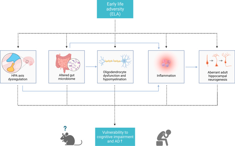 Early life adversity as a risk factor for cognitive impairment and Alzheimer's disease.