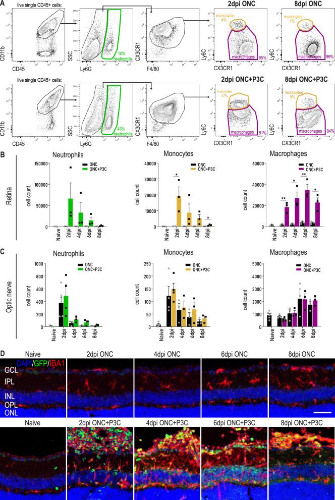 Immune stimulation recruits a subset of pro-regenerative macrophages to the retina that promotes axonal regrowth of injured neurons.