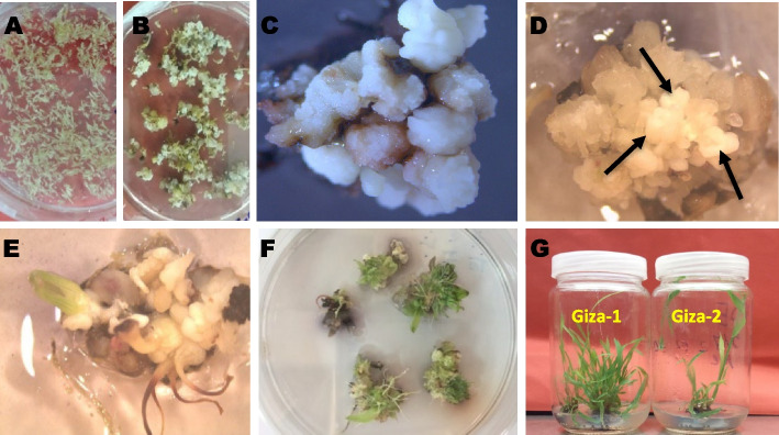 Development of an in vitro regeneration system from immature inflorescences and CRISPR/Cas9-mediated gene editing in sudangrass.