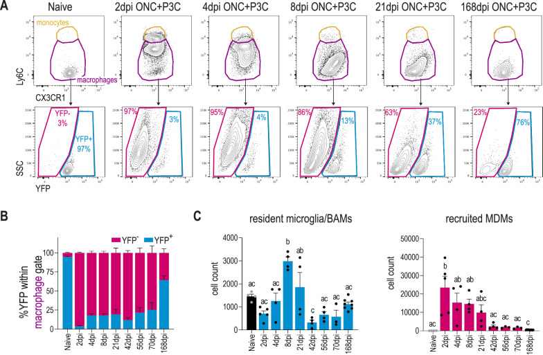 Immune stimulation recruits a subset of pro-regenerative macrophages to the retina that promotes axonal regrowth of injured neurons.