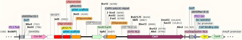 Development of an in vitro regeneration system from immature inflorescences and CRISPR/Cas9-mediated gene editing in sudangrass.