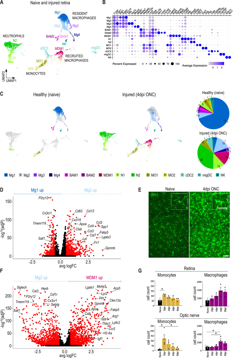 Immune stimulation recruits a subset of pro-regenerative macrophages to the retina that promotes axonal regrowth of injured neurons.