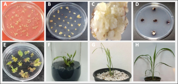 Development of an in vitro regeneration system from immature inflorescences and CRISPR/Cas9-mediated gene editing in sudangrass.