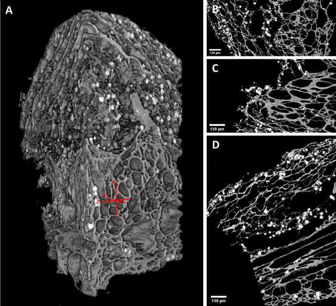 Applications of Microct Imaging to Archaeobotanical Research.