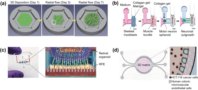 Design and engineering of organ-on-a-chip.