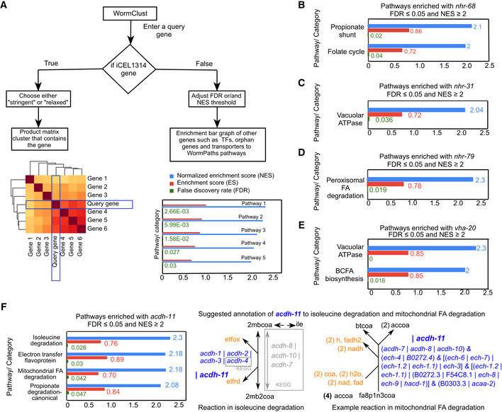 Systems-level transcriptional regulation of Caenorhabditis elegans metabolism.