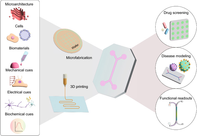 Design and engineering of organ-on-a-chip.