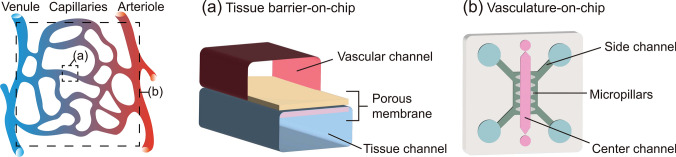 Design and engineering of organ-on-a-chip.