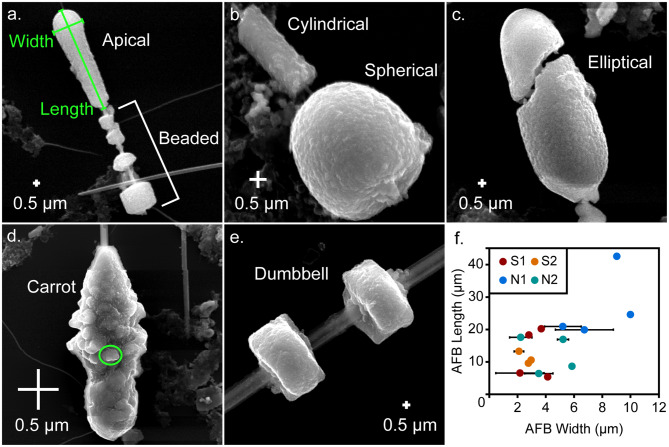 An investigation of the internal morphology of asbestos ferruginous bodies: constraining their role in the onset of malignant mesothelioma.