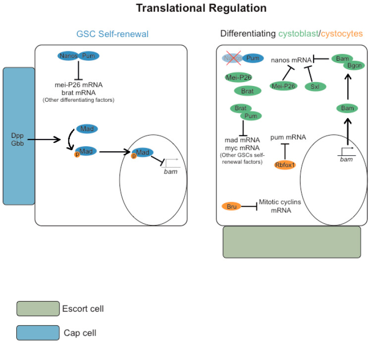 Genetic and Epigenetic Regulation of <i>Drosophila</i> Oocyte Determination.