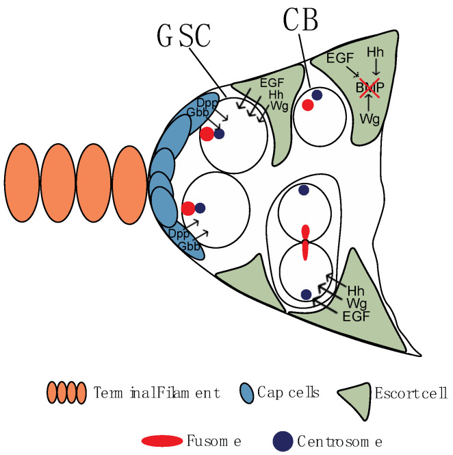 Genetic and Epigenetic Regulation of <i>Drosophila</i> Oocyte Determination.