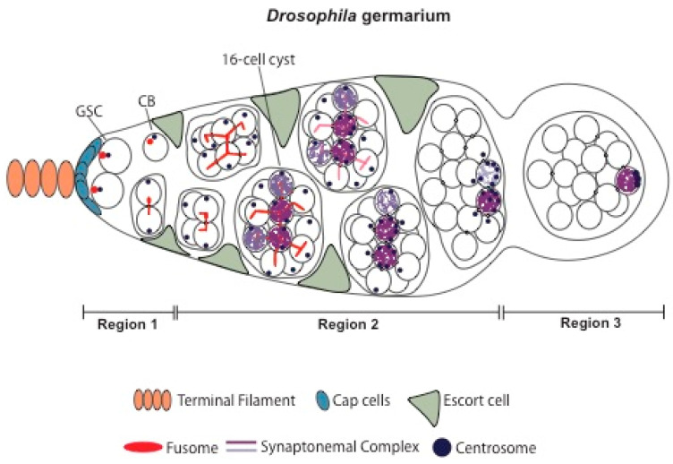 Genetic and Epigenetic Regulation of <i>Drosophila</i> Oocyte Determination.