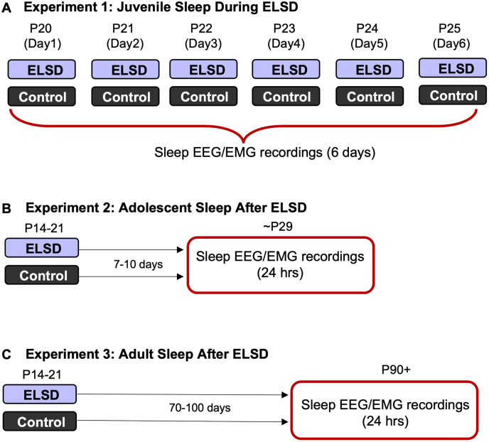 Early life sleep disruption has long lasting, sex specific effects on later development of sleep in prairie voles