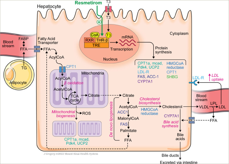 Resmetirom: An Orally Administered, Smallmolecule, Liver-directed, β-selective THR Agonist for the Treatment of Non-alcoholic Fatty Liver Disease and Non-alcoholic Steatohepatitis.