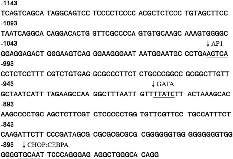 CEBPB/POU2F2 modulates endothelin 1 expression in prehypertensive SHR vascular smooth muscle cells.