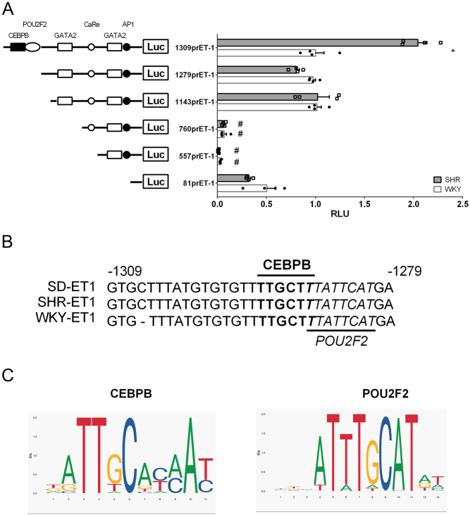 CEBPB/POU2F2 modulates endothelin 1 expression in prehypertensive SHR vascular smooth muscle cells.