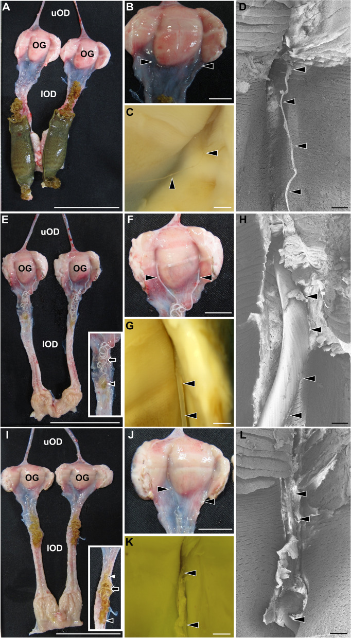 Progesterone initiates tendril formation in the oviducal gland during egg encapsulation in cloudy catshark (Scyliorhinus torazame).