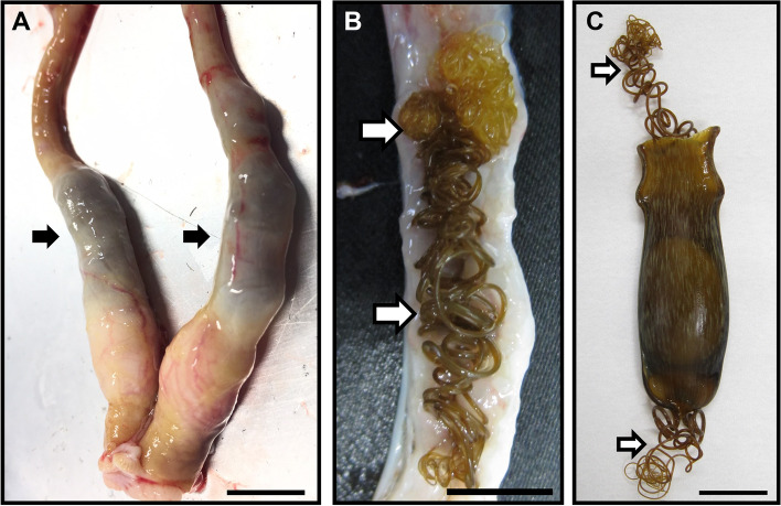 Progesterone initiates tendril formation in the oviducal gland during egg encapsulation in cloudy catshark (Scyliorhinus torazame).