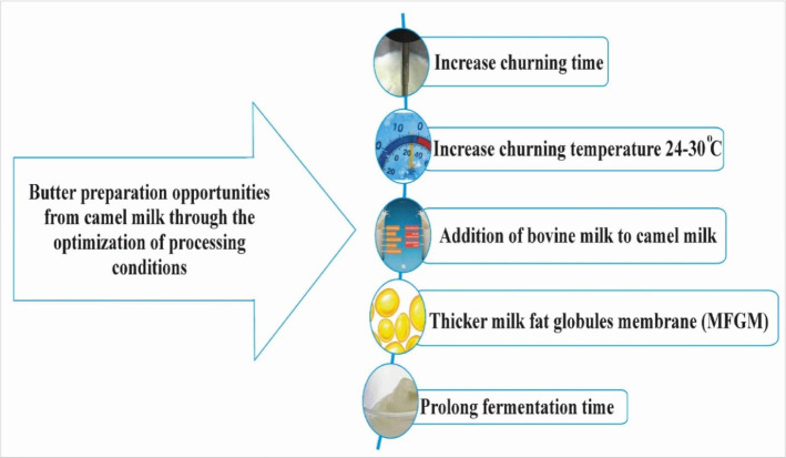 A Review on Processing Opportunities for the Development of Camel Dairy Products.