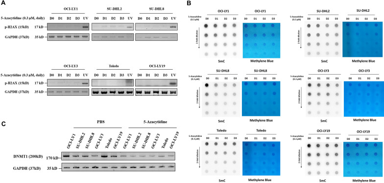 Epigenetic priming improves salvage chemotherapy in diffuse large B-cell lymphoma via endogenous retrovirus-induced cGAS-STING activation.