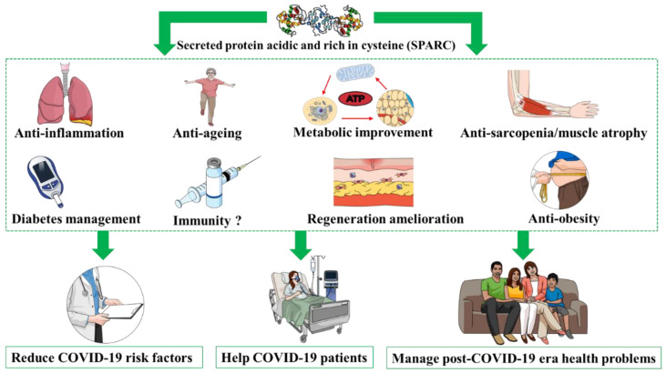 Secreted Protein Acidic and Rich in Cysteine (SPARC) to Manage Coronavirus Disease-2019 (COVID-19) Pandemic and the Post-COVID-19 Health Crisis.