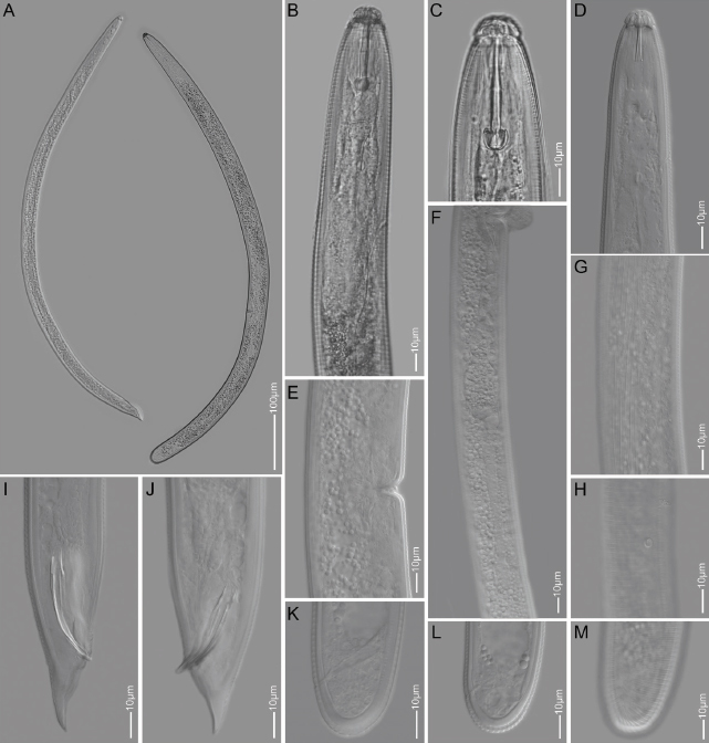 Characterization of <i>Hoplolaimus seinhorsti</i> and <i>Hoplolaimus pararobustus</i> (Tylenchina: Hoplolaimidae) from banana, with phylogeny and species delineation in the genus <i>Hoplolaimus</i>.