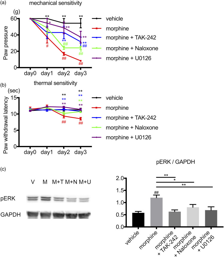 Activation of neurons and satellite glial cells in the DRG produces morphine-induced hyperalgesia.