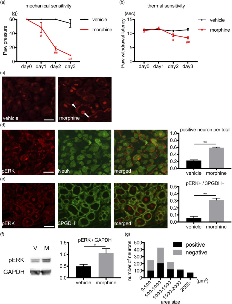 Activation of neurons and satellite glial cells in the DRG produces morphine-induced hyperalgesia.