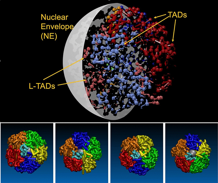 Strong interactions between highly dynamic lamina-associated domains and the nuclear envelope stabilize the 3D architecture of Drosophila interphase chromatin.