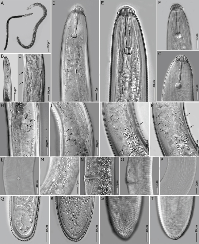 Characterization of <i>Hoplolaimus seinhorsti</i> and <i>Hoplolaimus pararobustus</i> (Tylenchina: Hoplolaimidae) from banana, with phylogeny and species delineation in the genus <i>Hoplolaimus</i>.