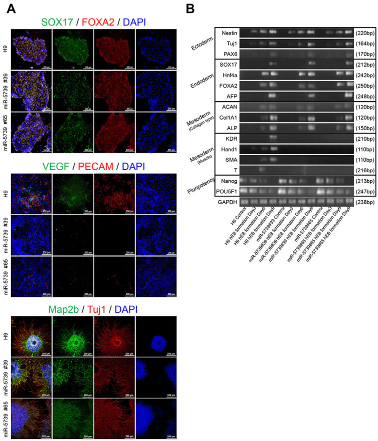 The Essential Function of miR-5739 in Embryonic Muscle Development.