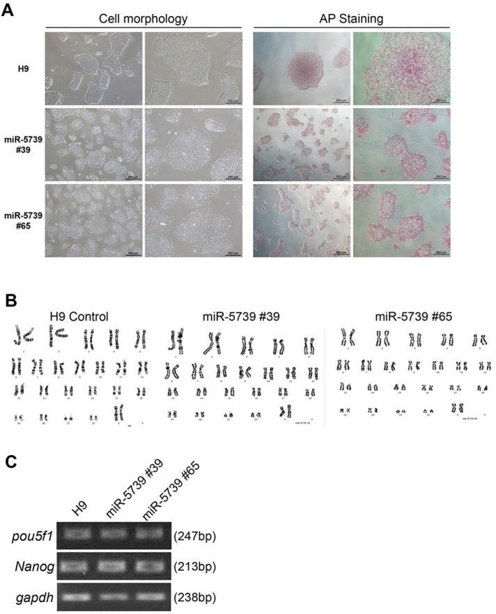 The Essential Function of miR-5739 in Embryonic Muscle Development.