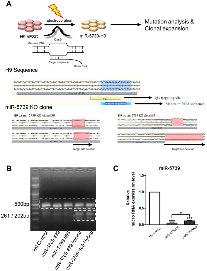 The Essential Function of miR-5739 in Embryonic Muscle Development.