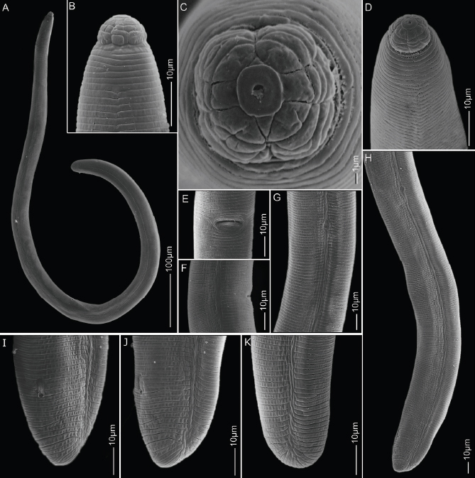 Characterization of <i>Hoplolaimus seinhorsti</i> and <i>Hoplolaimus pararobustus</i> (Tylenchina: Hoplolaimidae) from banana, with phylogeny and species delineation in the genus <i>Hoplolaimus</i>.